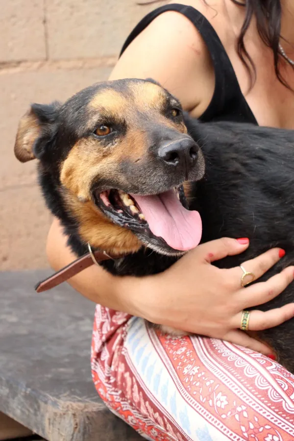Azor, perro en adopción