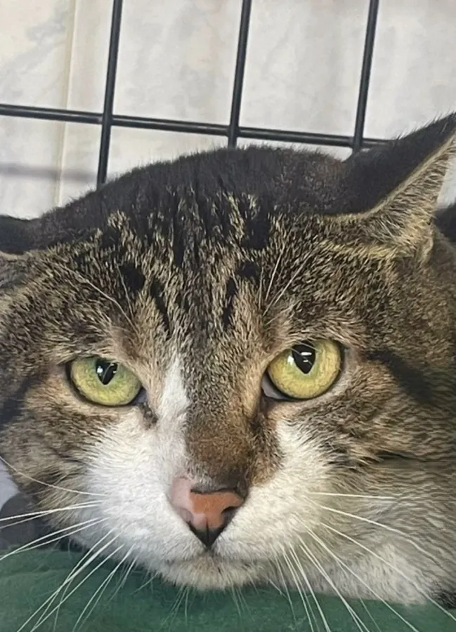 Caramelo, gato en adopción en Trobajo del Cerecedo, León