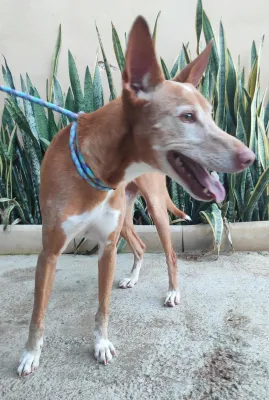 Otra foto de Angel