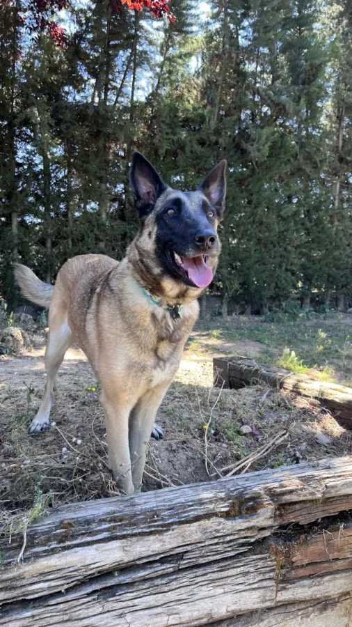 Leia, perra en adopción en Mérida, Badajoz