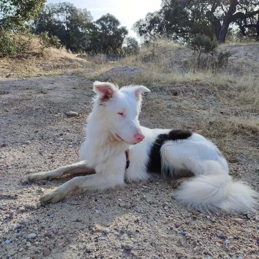 Paul, perro en adopción en Talavera de la Reina, Toledo