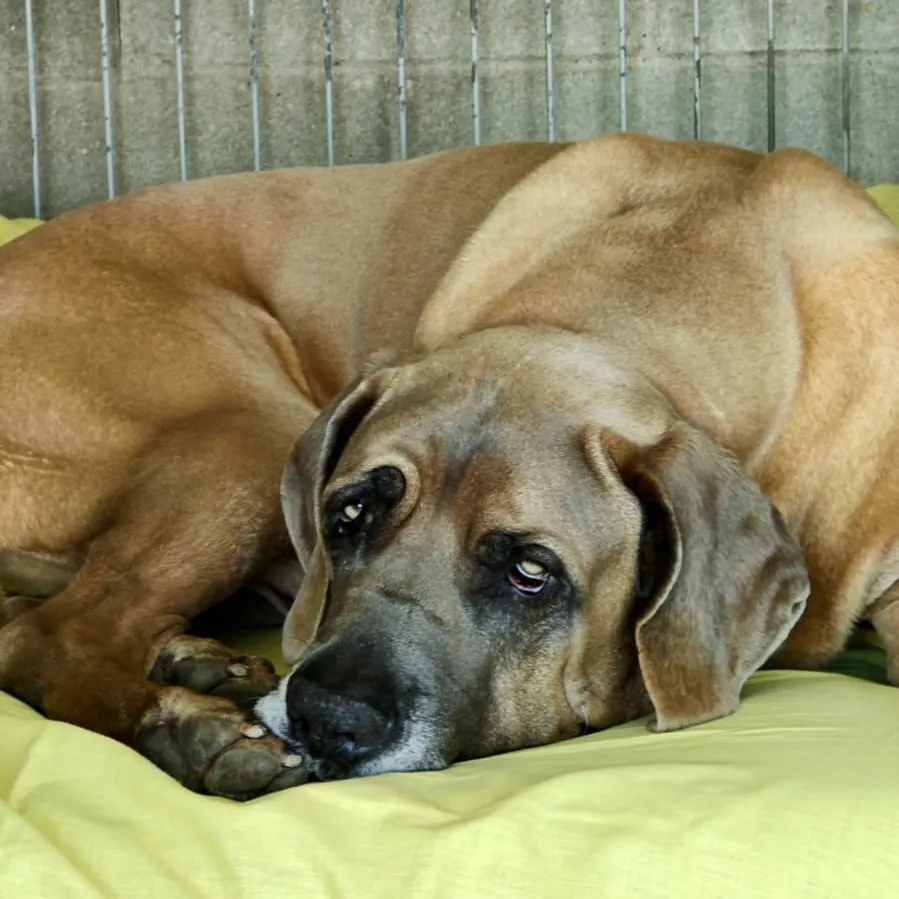 Goliath, perro en adopción en Barcelona