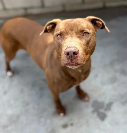 Brandy, perro en adopción en Guadalajara