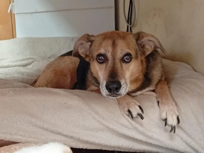 Edmundo, perro en adopción en Madrid