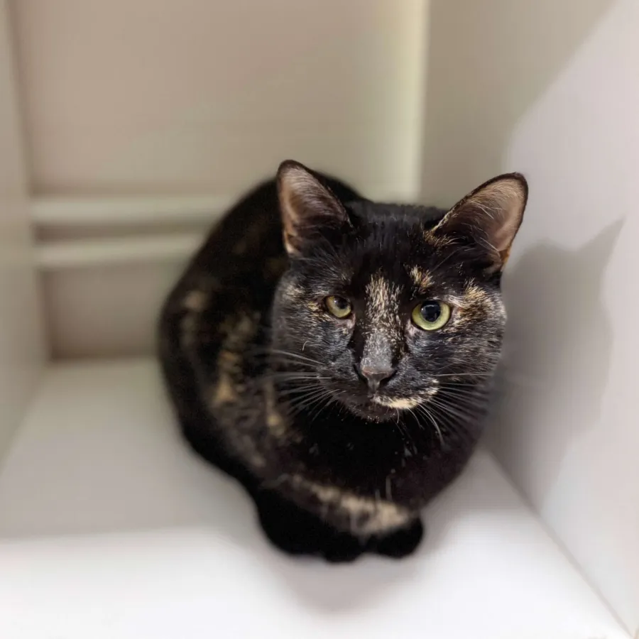 Marina, gato en adopción en Barcelona