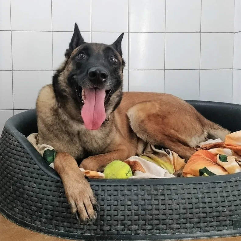 Raku, perro en adopción en Barcelona