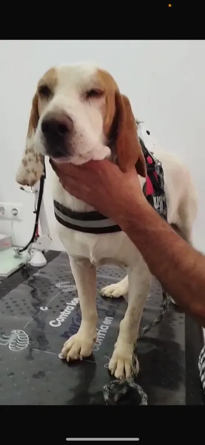 JACKIE, perro en adopción en badajoz, Badajoz