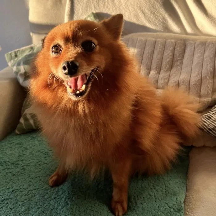 Penny, perro en adopción en Valencia