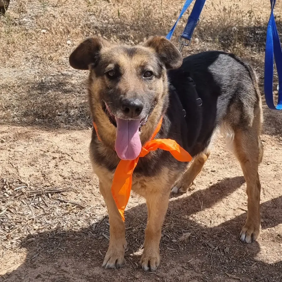Jaisa, perro en adopción en Albolote, Granada