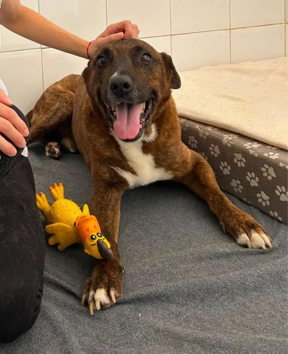 Rufus, perro en adopción en San Antonio de Benagéber, Valencia