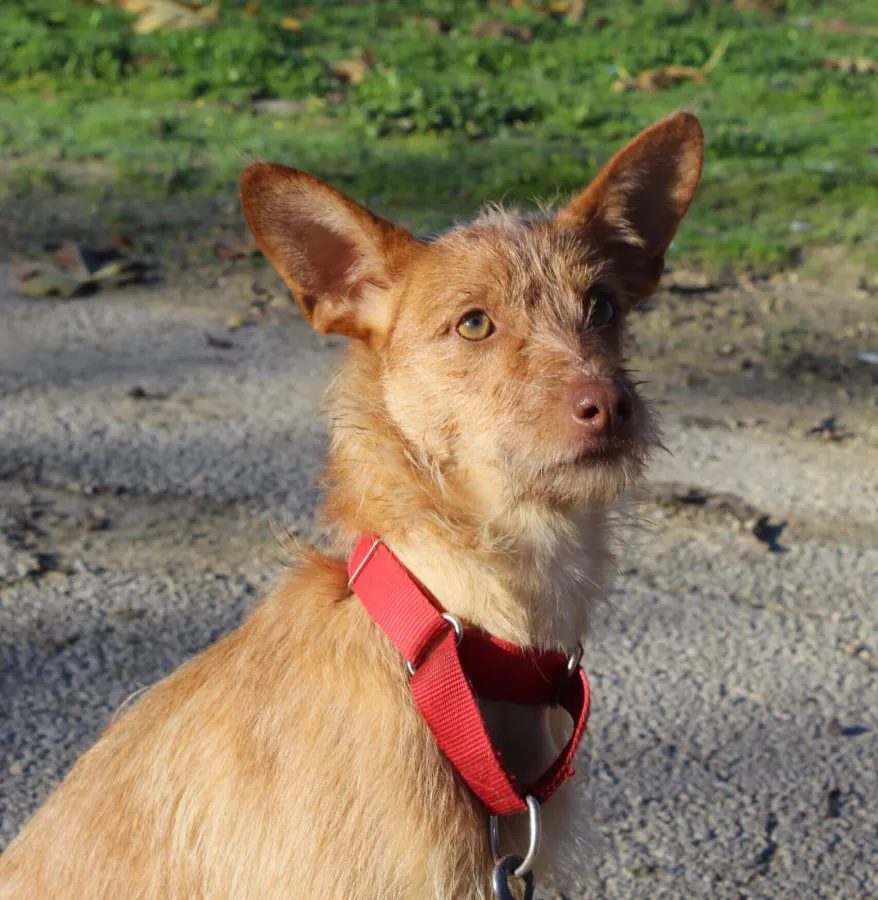 Blanquita, perro en adopción en Jerez de la Frontera, Cádiz