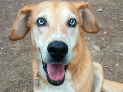 Otra foto de Lobito
