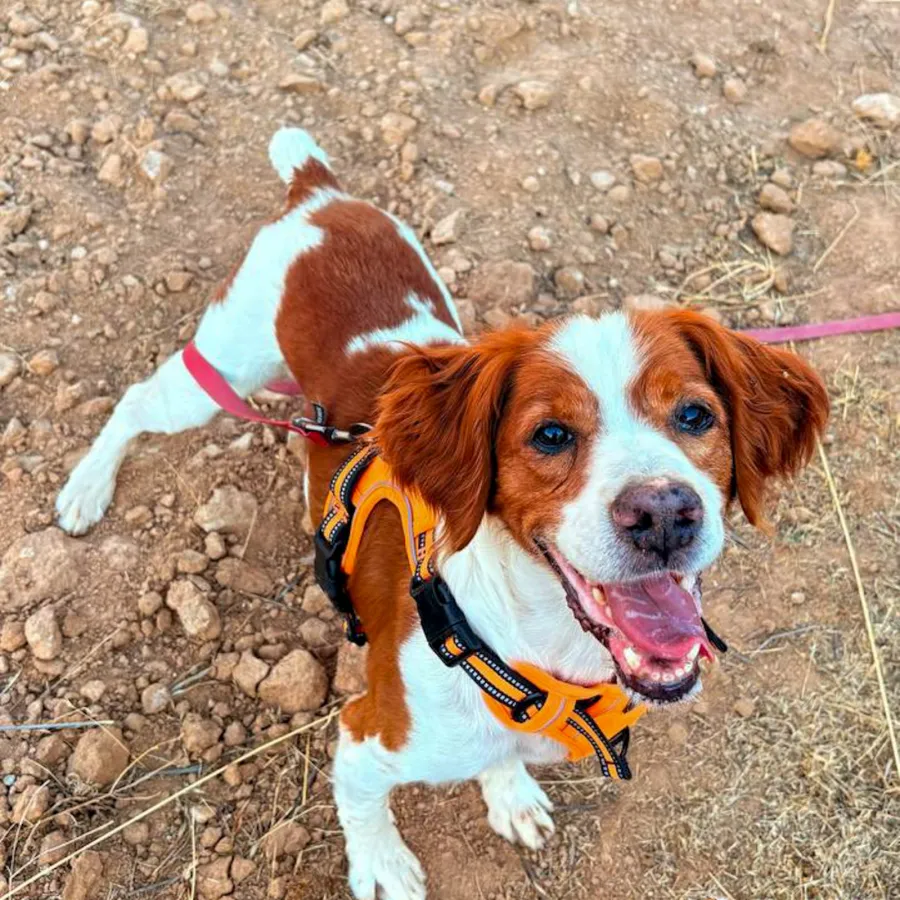 Curro, perro en adopción en Los Santos de la Humosa, Madrid