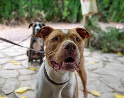 Otra foto de Tango