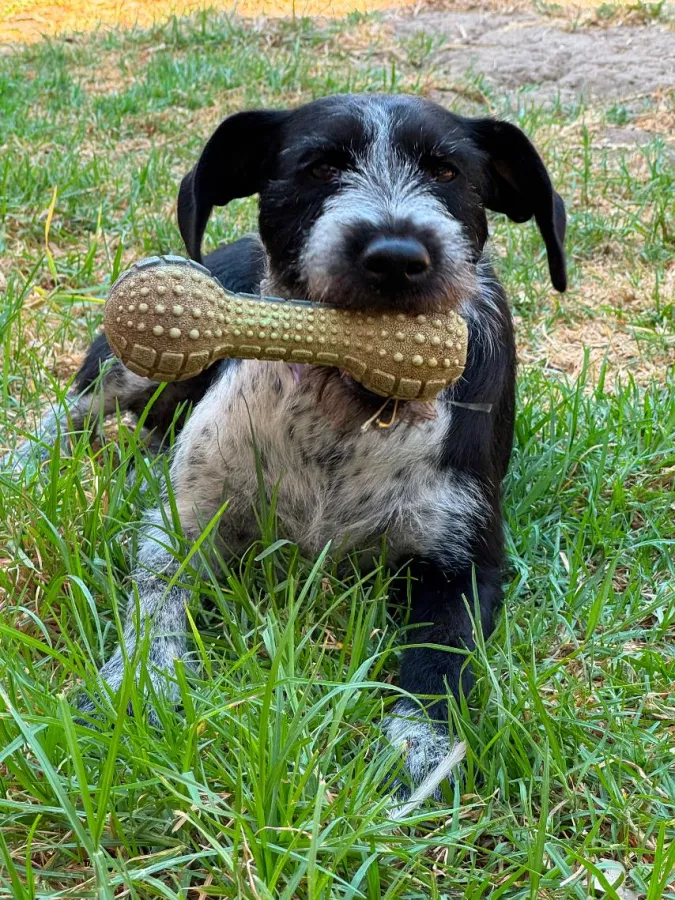 Frida, perro en adopción en Sevilla