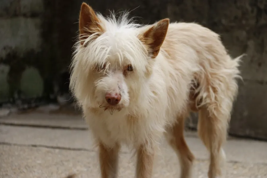 Sarty, perro en adopción en Culleredo, A Coruña