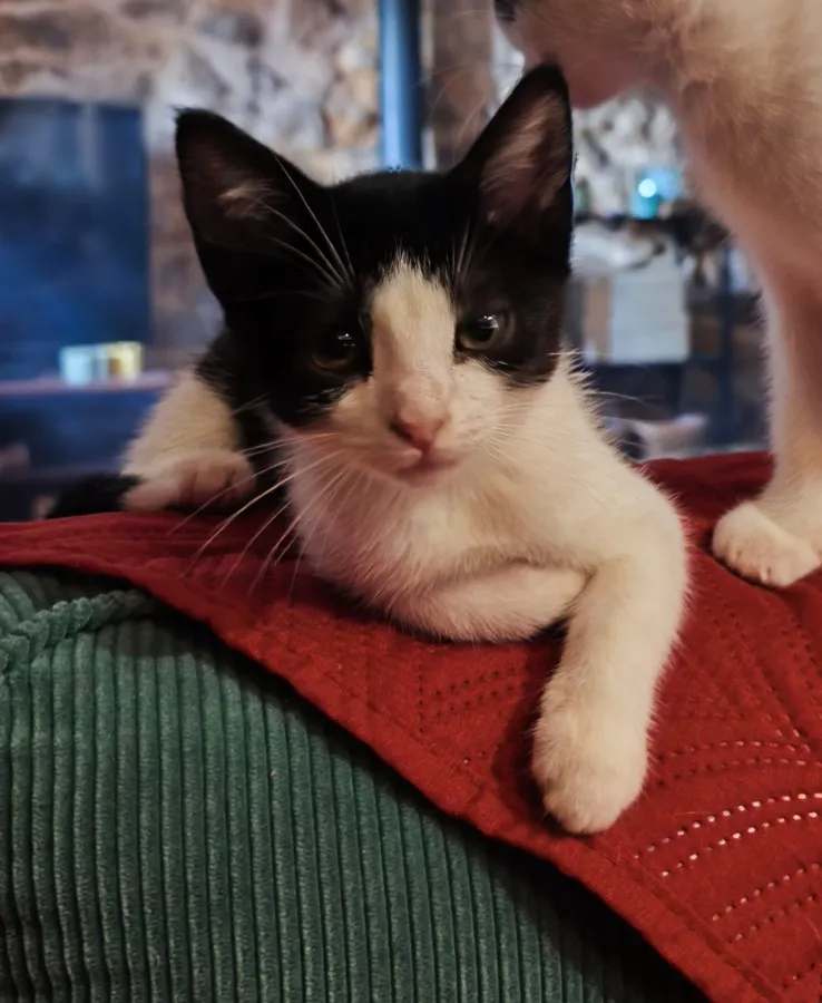 Salada, gato en adopción en Ponteareas, Pontevedra