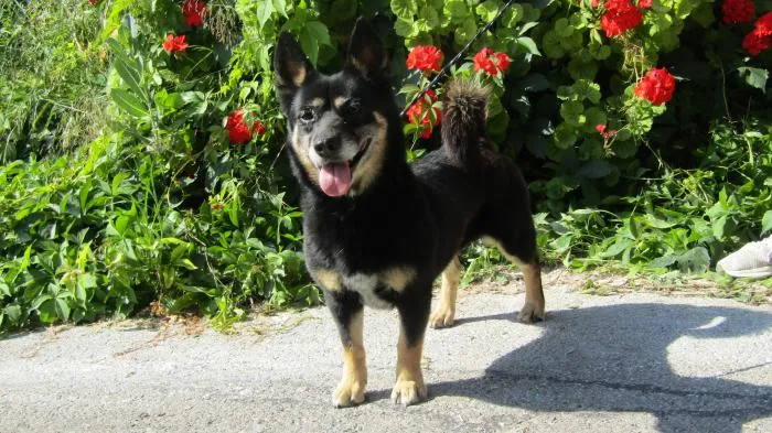 Terla, perro en adopción en Ibi, Alicante
