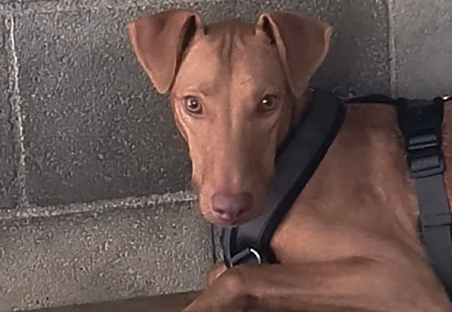 Silvestre, perro en adopción en Alella, Barcelona