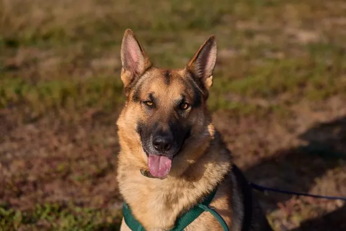 Spoiler, perro en adopción en Rivas-Vaciamadrid, Madrid