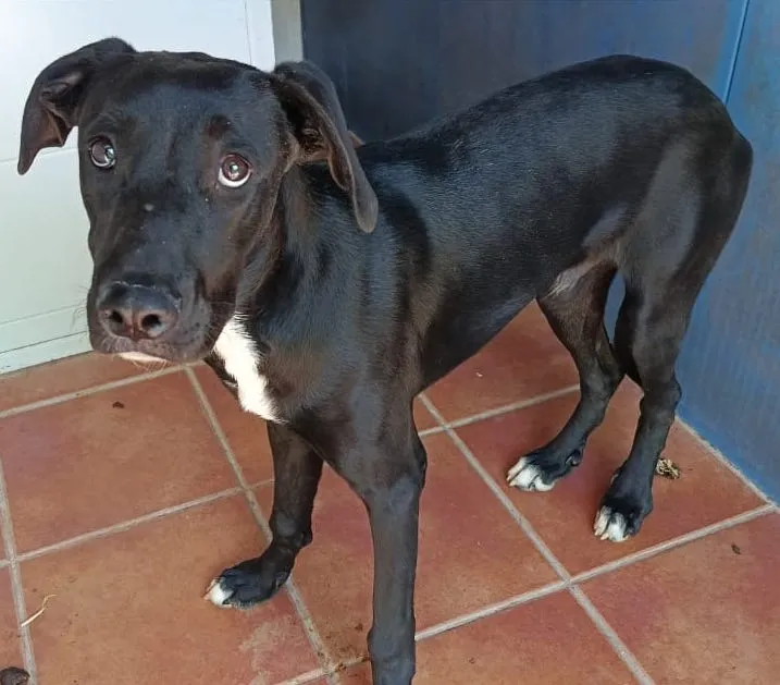 Grafito, perro en adopción en Puertollano, Ciudad Real