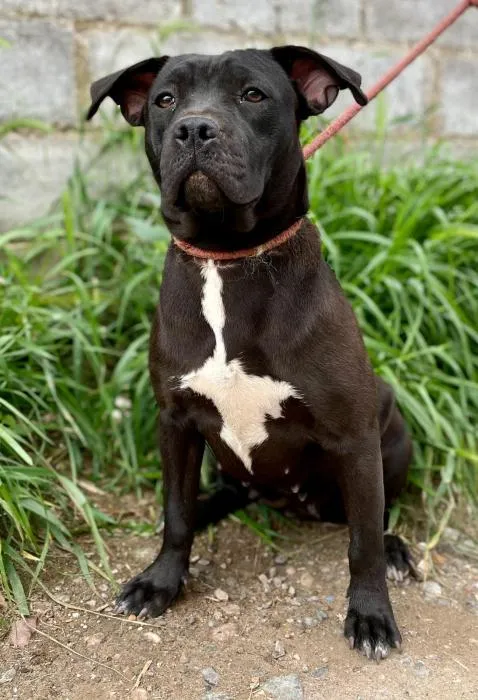Kenia, perro en adopción en Sevilla