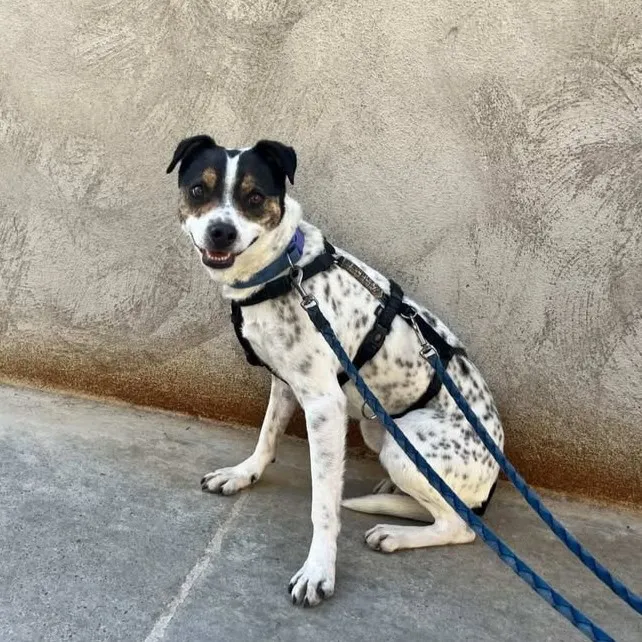 Bertita, perro en adopción en Barcelona