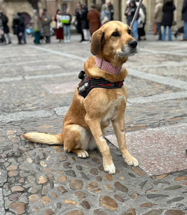 Dora, perro en adopción en Trobajo del Cerecedo, León