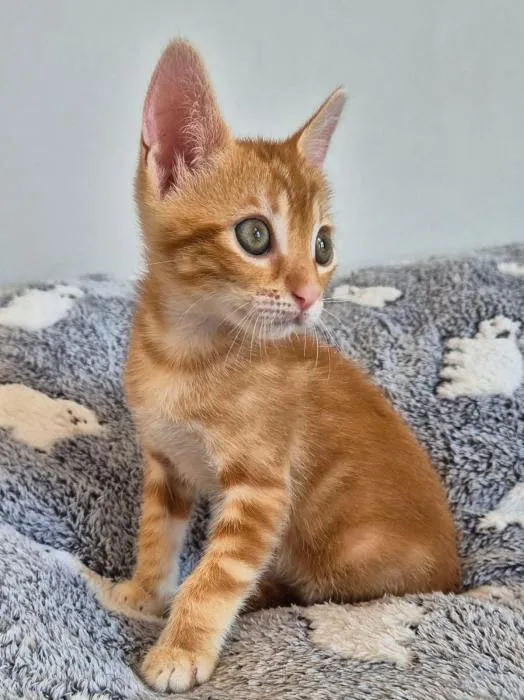 Kevin, gato en adopción en Alicante