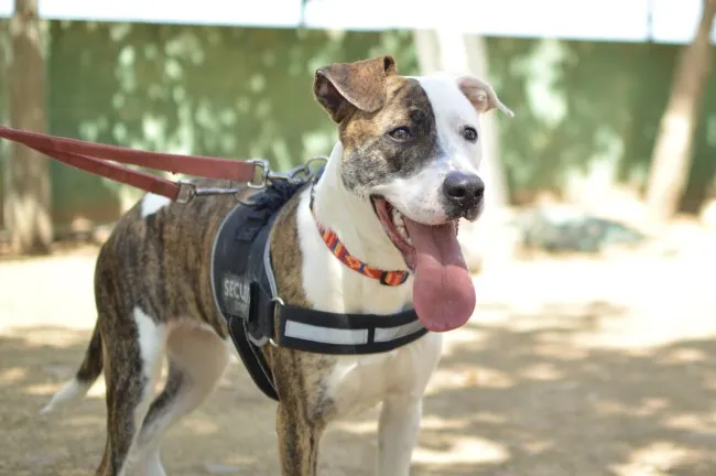 Petra, perro en adopción en Madrid