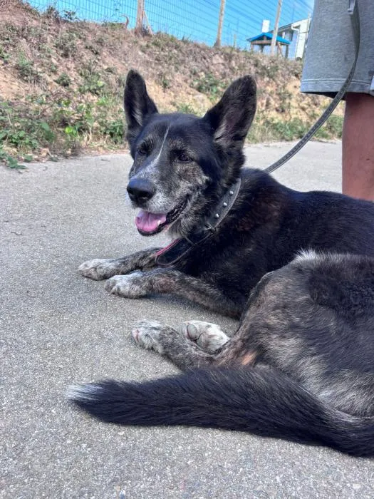 Mora (Loba), perro en adopción en Oviedo, Asturias