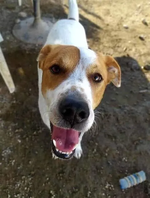 Salva, perro en adopción en San Miguel de Abona, Santa Cruz de Tenerife