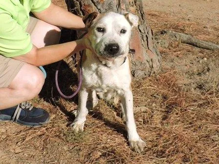 Chula, perro en adopción en Tossa de Mar, Girona