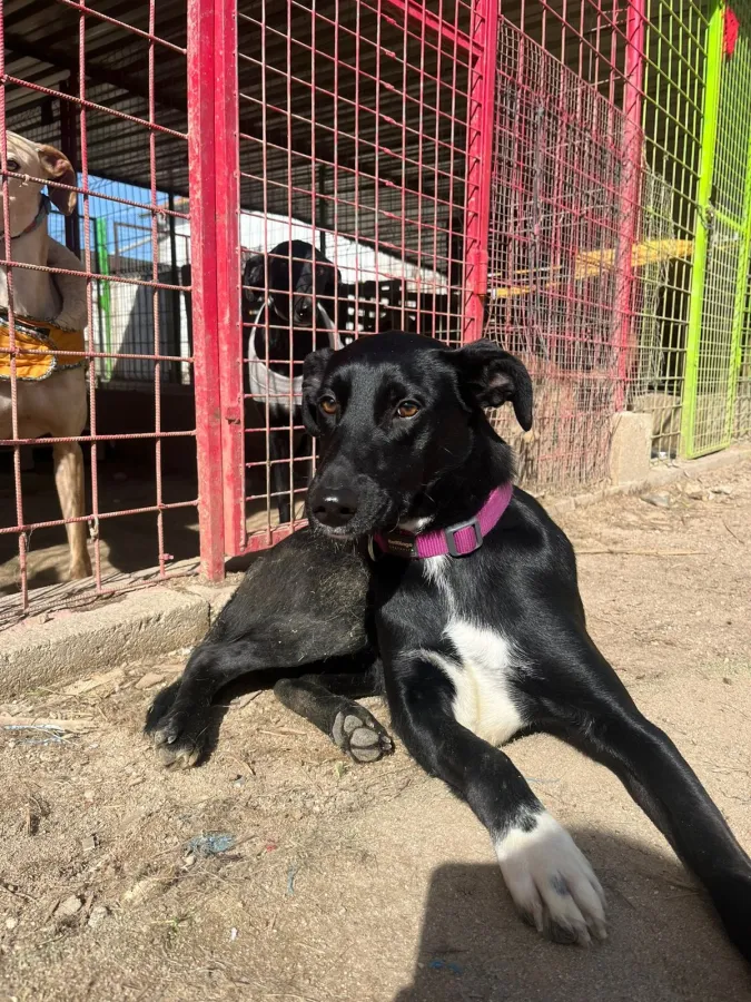 Cuki, perro en adopción en Salamanca