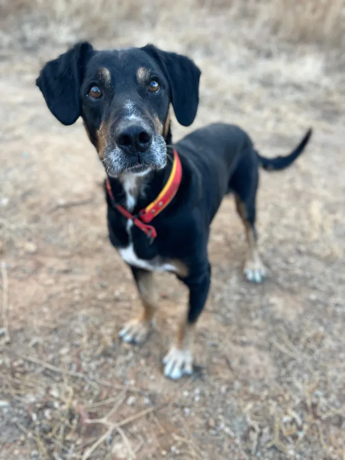 Drogo, perro en adopción en Marbella, Málaga