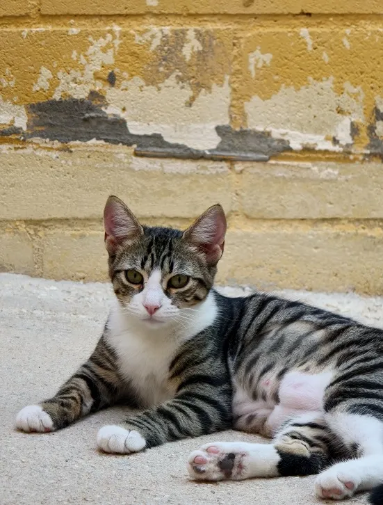 Alubia, gato en adopción en Málaga