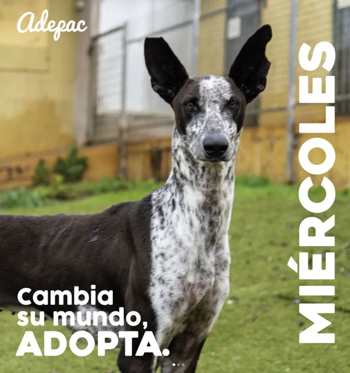 Miércoles, perro en adopción en El Sauzal, Santa Cruz de Tenerife