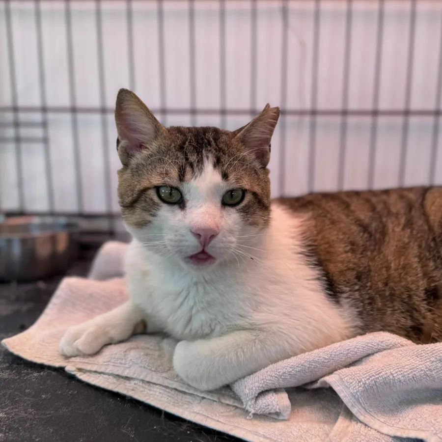 Denver, gato en adopción en Los Santos de la Humosa, Madrid