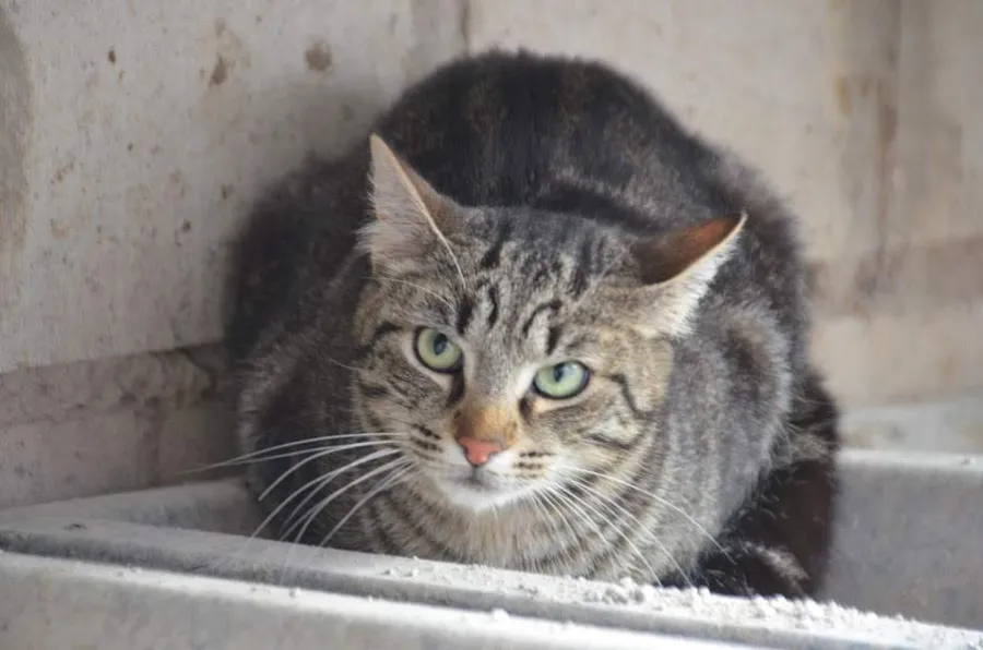 Antón, gato en adopción en Villena, Alicante