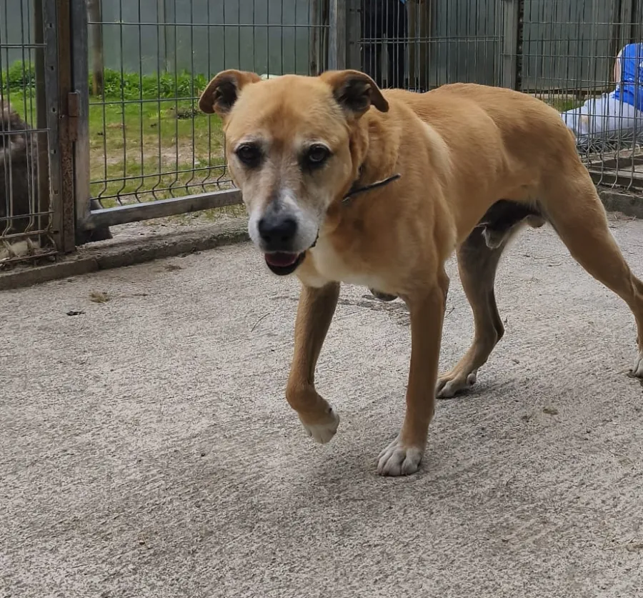 Romeo, perro en adopción en Piloña, Asturias