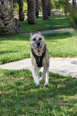 Otra foto de Chico