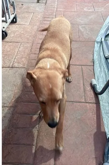 Jasper, perro en adopción en Granada