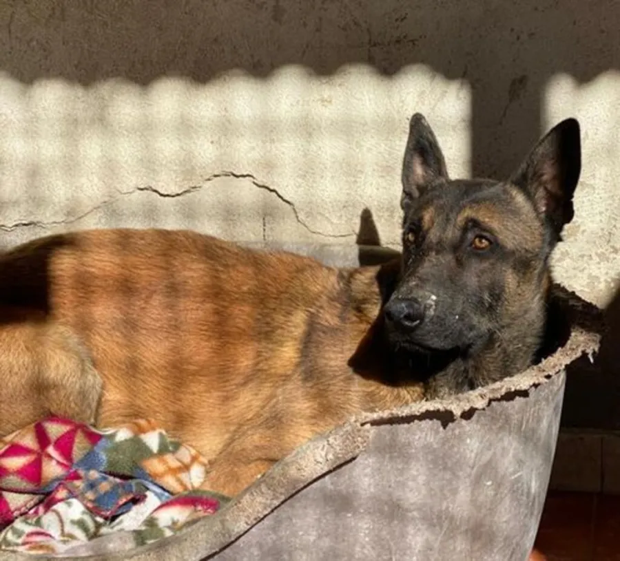 Pelayo, perro en adopción en Albacete