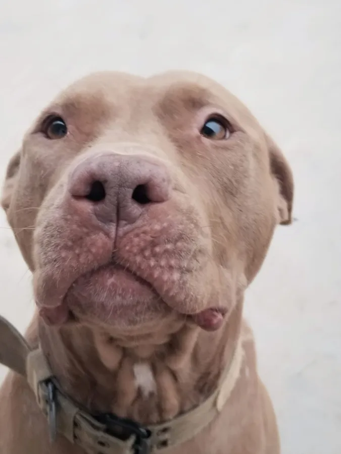 Loli, perro en adopción en Trobajo del Cerecedo, León