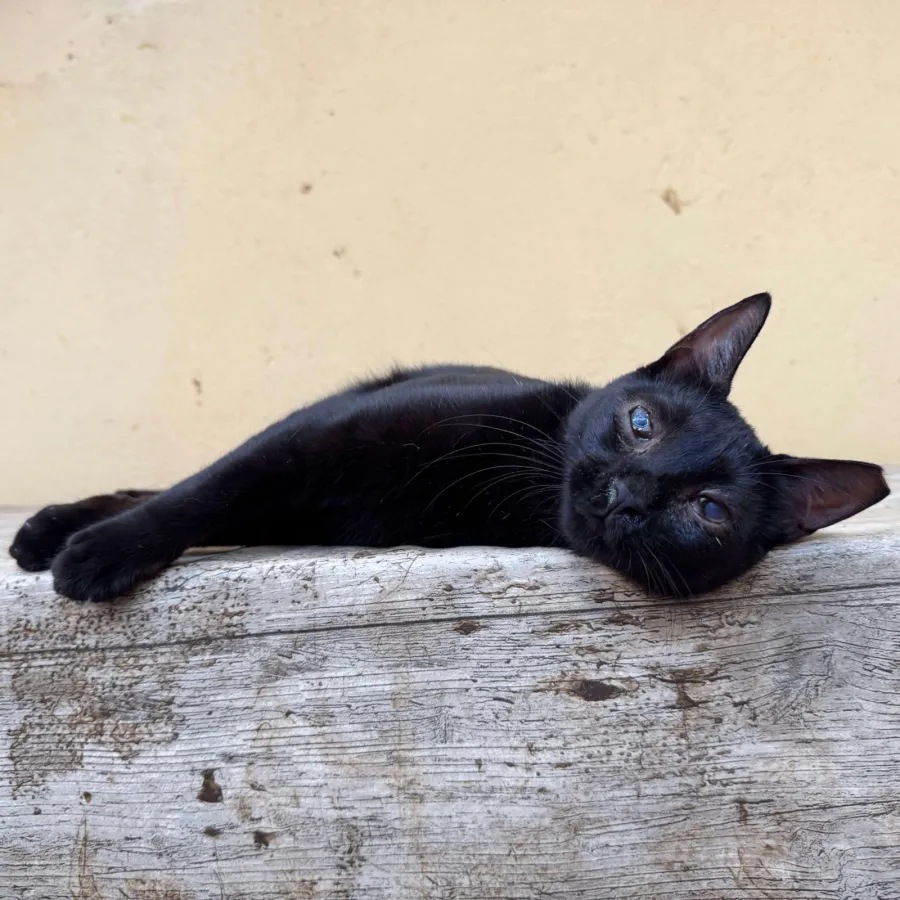 Maya, gato en adopción en Barcelona