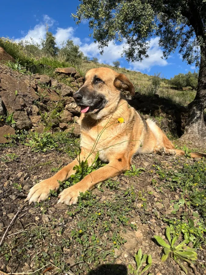 Hawaii, perro en adopción en Vélez-Málaga, Málaga