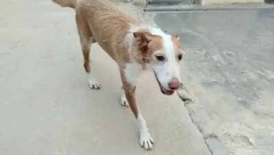 Otra foto de Petunia