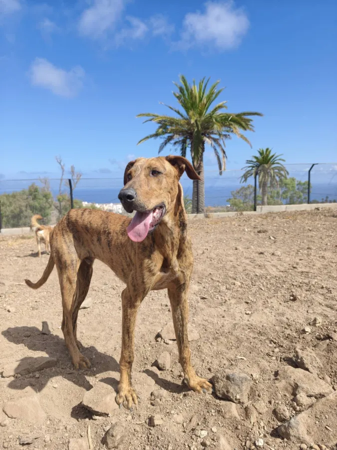 Capi, perro en adopción en Las Palmas de Gran Canaria, Las Palmas