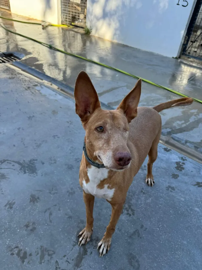 Lagoh, perro en adopción en Dos Hermanas, Sevilla