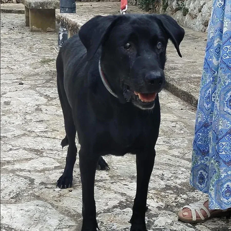 Rayo, perro en adopción en Marratxí, Illes Balears